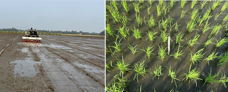 Hình 2: Máy cấy cụm giúp cây lúa mọc đều hơn, tiết kiệm thời gian cấy lúa