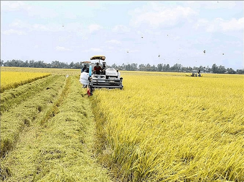 Đến 2030, hình thành một triệu héc-ta vùng chuyên canh lúa chất lượng cao, phát thải thấp. Ảnh minh họa: Vũ Sinh/TTXVN
