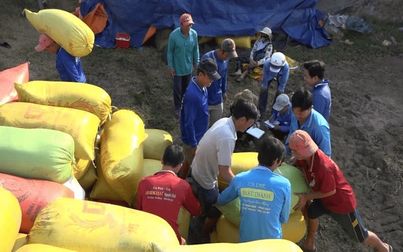 Giá lúa gạo hôm nay giảm mạnh với lúa