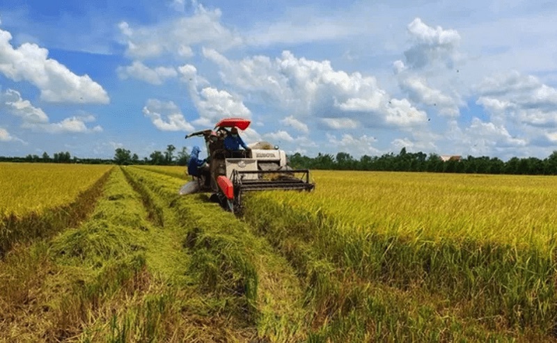 Năm 2025, diện tích sản xuất lúa là 7,0 triệu ha, giảm 132 nghìn ha so với 2024. Ảnh minh họa