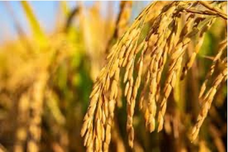 Các phương pháp trong ngành sản xuất lúa gạo sạch