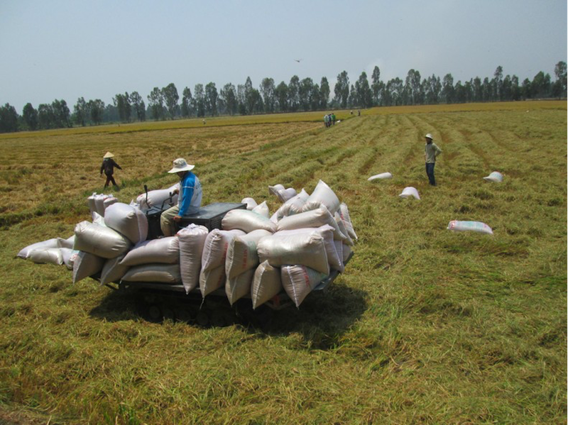 Thu hoạch lúa ST25 tại Sóc Trăng