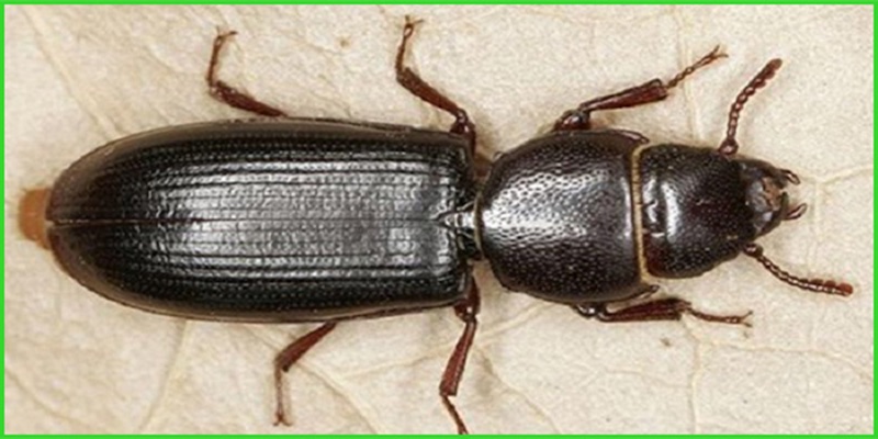 Tầm ảnh hưởng của mọt đến gạo