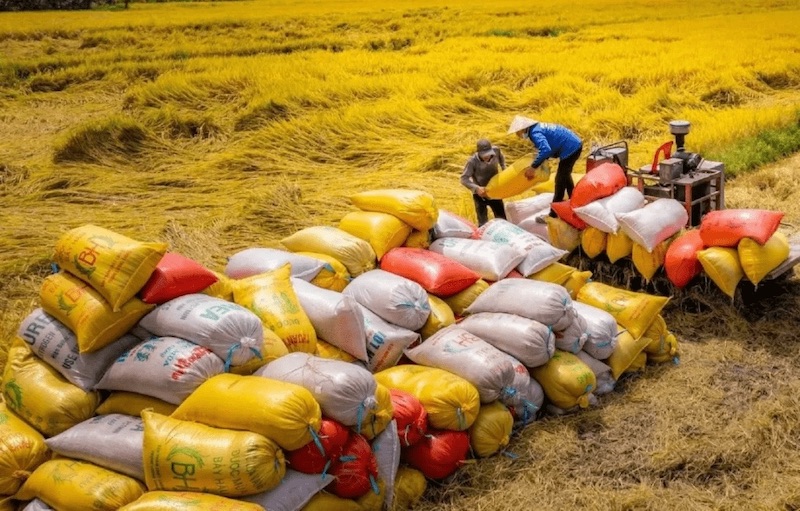 Với những kết quả ấn tượng trong nửa đầu năm, các doanh nghiệp và chuyên gia đều kỳ vọng xuất khẩu gạo Việt Nam sẽ tiếp tục khởi sắc trong nửa cuối năm 2024 (Ảnh minh họa).