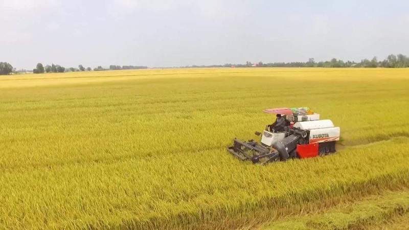 Giá lúa gạo hôm nay tiếp tục giảm