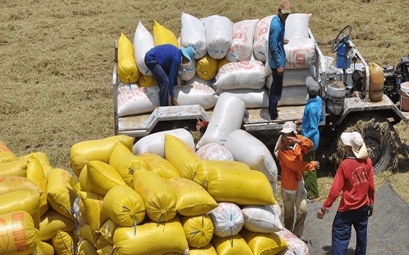 Giá lúa gạo hôm nay duy trì ổn định