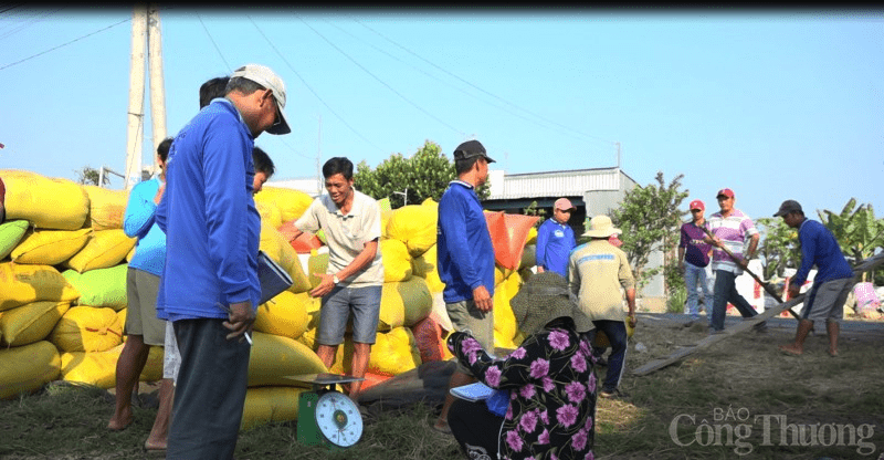 Giá lúa gạo hôm nay đồng loạt giảm