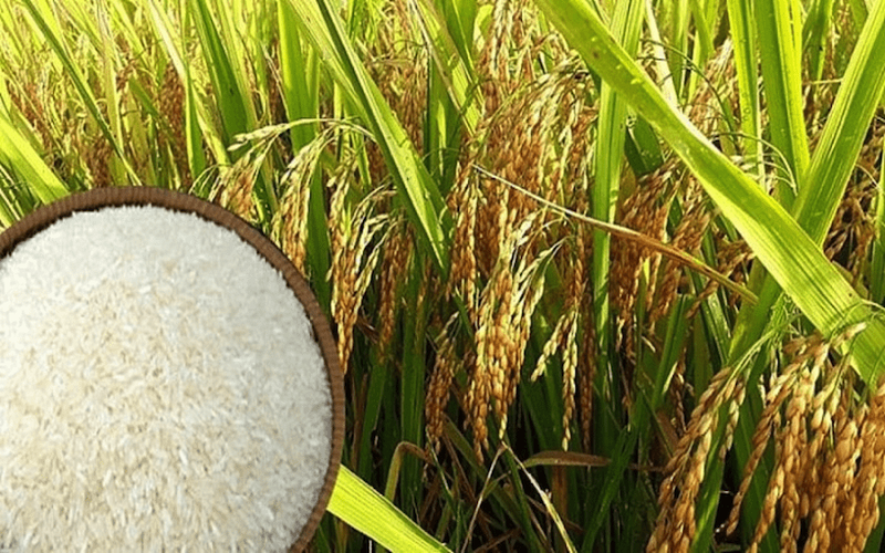 Giá lúa gạo hôm nay duy trì ổn định