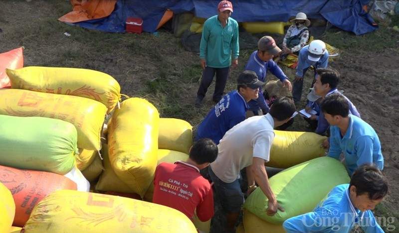 Giá lúa gạo hôm nay quay đầu giảm