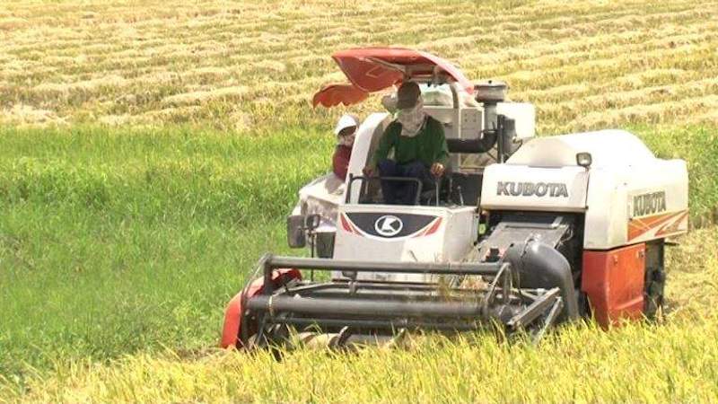 Giá lúa gạo hôm nay tiếp tục đà tăng