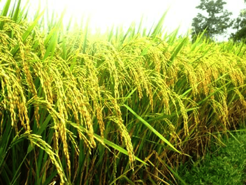 Sản xuất lúa ST25 theo hướng an toàn sinh học