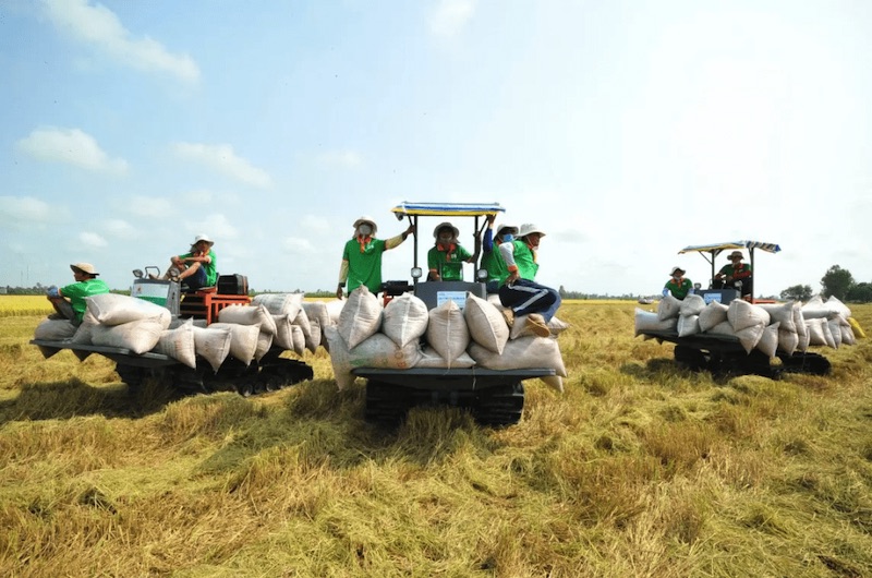 Gạo xuất khẩu Việt Nam tiếp tục lên ngôi vị đầu bảng của thế giới. (Ảnh: baodautu)