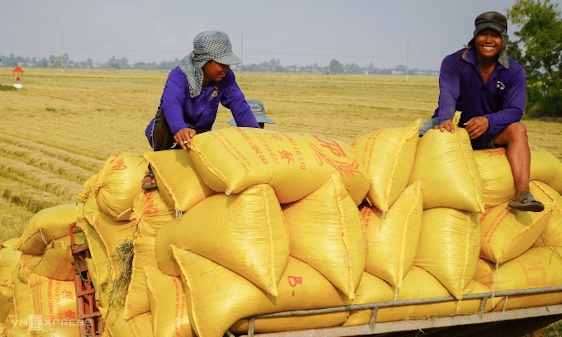 Nông dân Cần Thơ thu hoạch lúa. Ảnh: Thủy Tiên